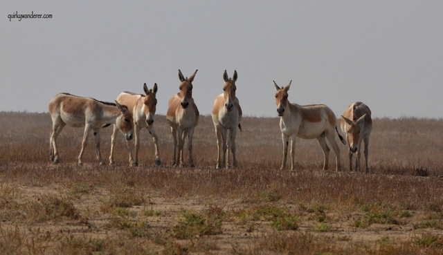 Little Rann of Kutch