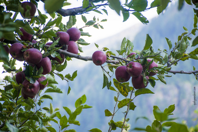 apples-batseri-village-sangla