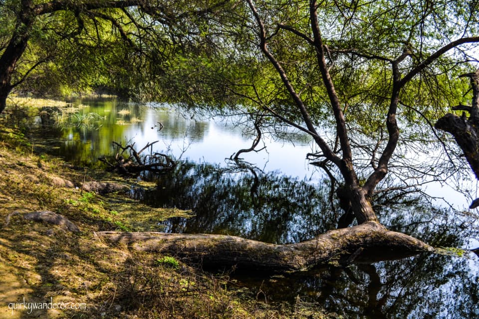 Bharatpur Bird Sanctuary