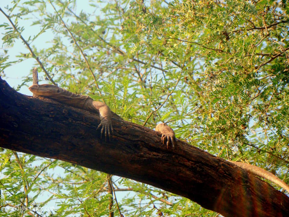 Bharatpur Bird Sanctuary