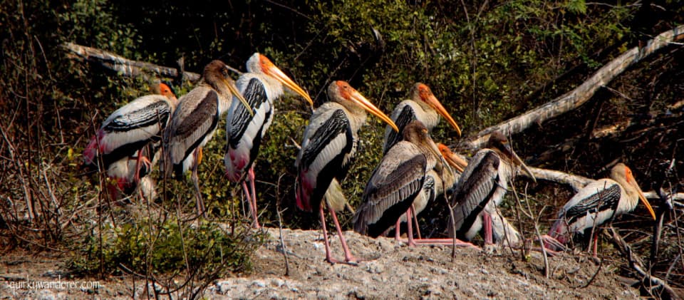 Bharatpur Bird Sanctuary