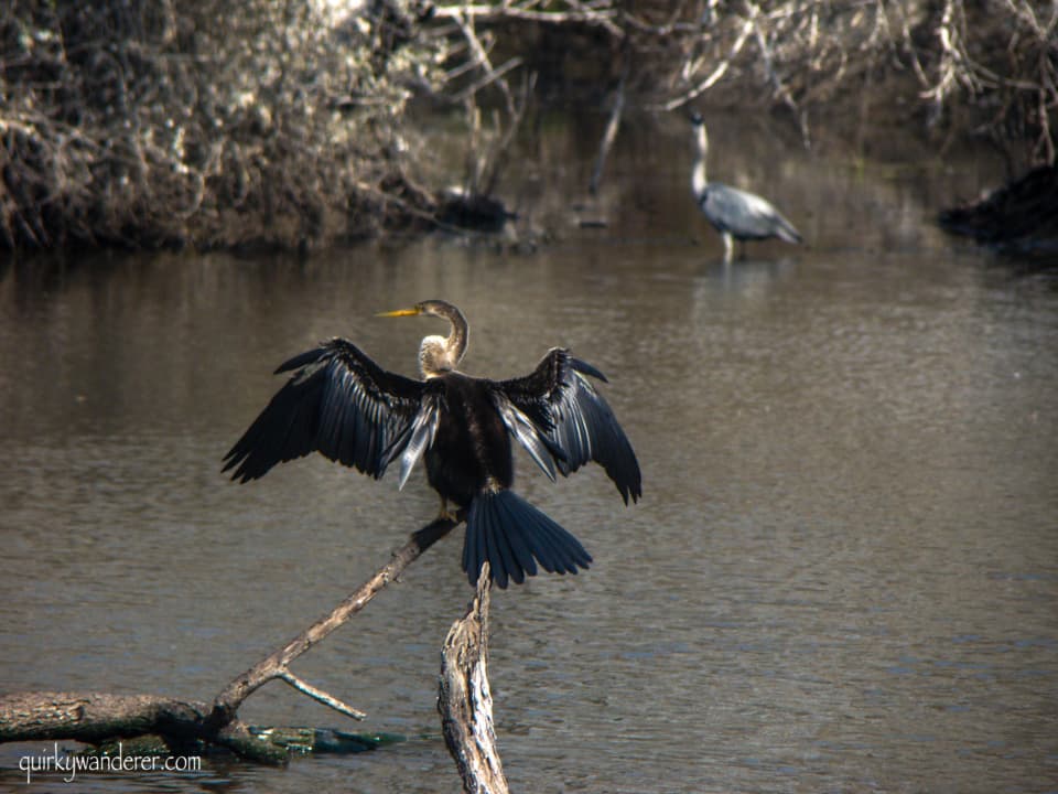 Bharatpur Bird Sanctuary