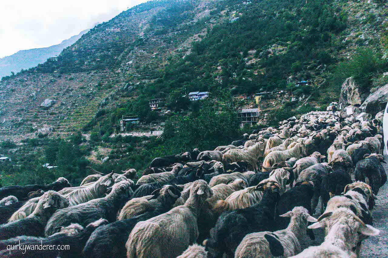 herds of sheep in Sangla
