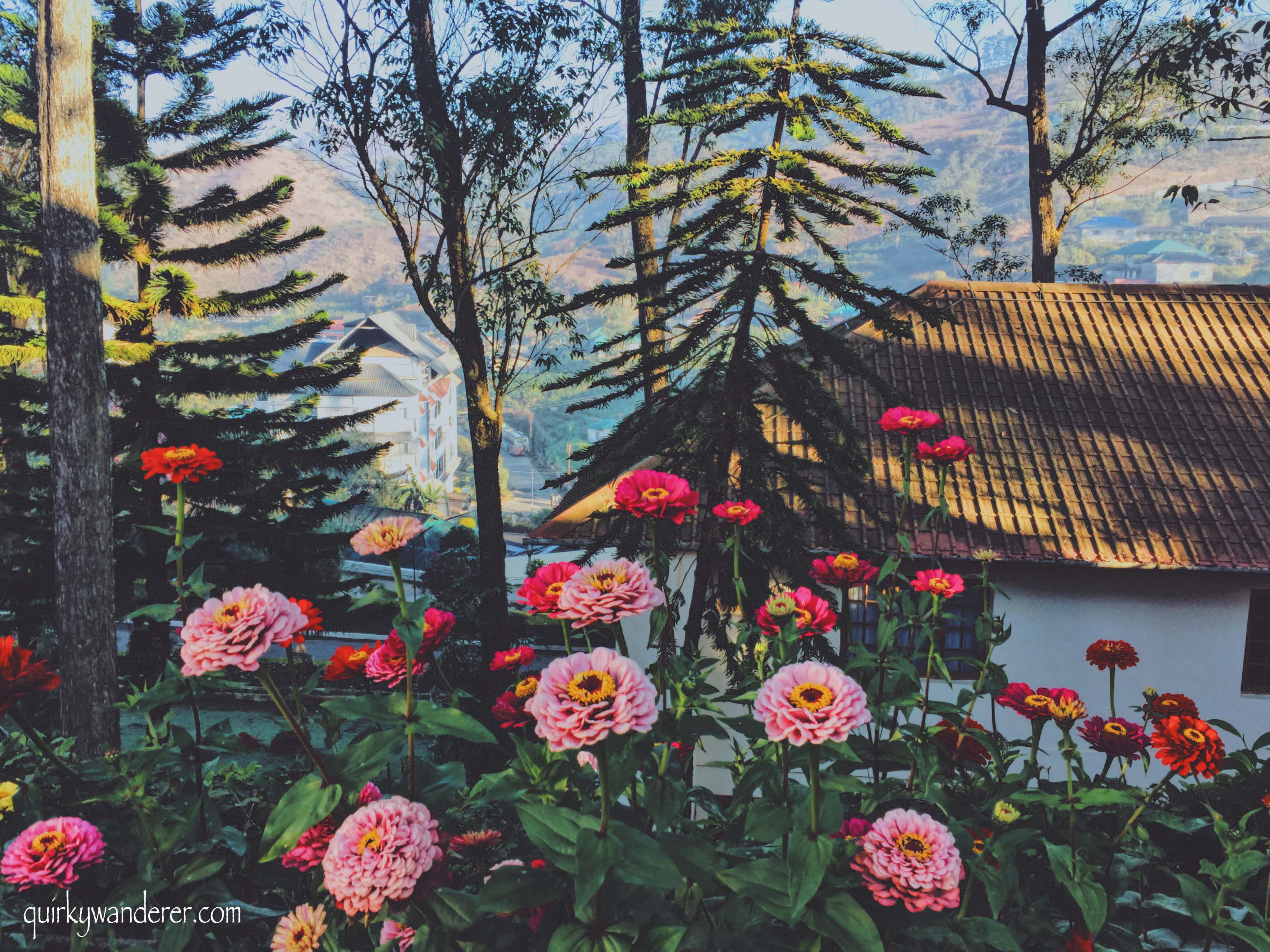 Flowers of Munnar at Tea county resort.