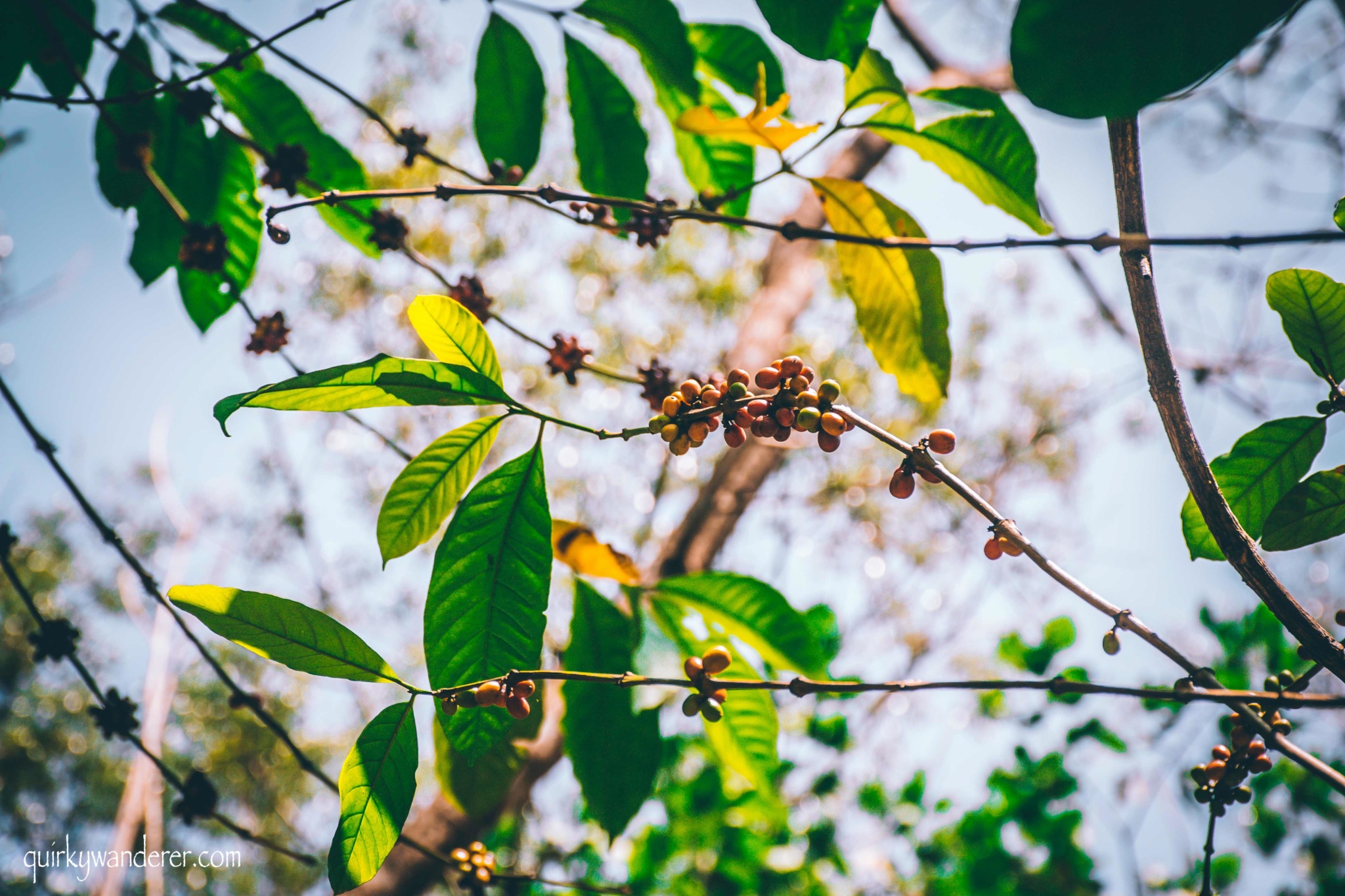 coffee plantation in Kerala