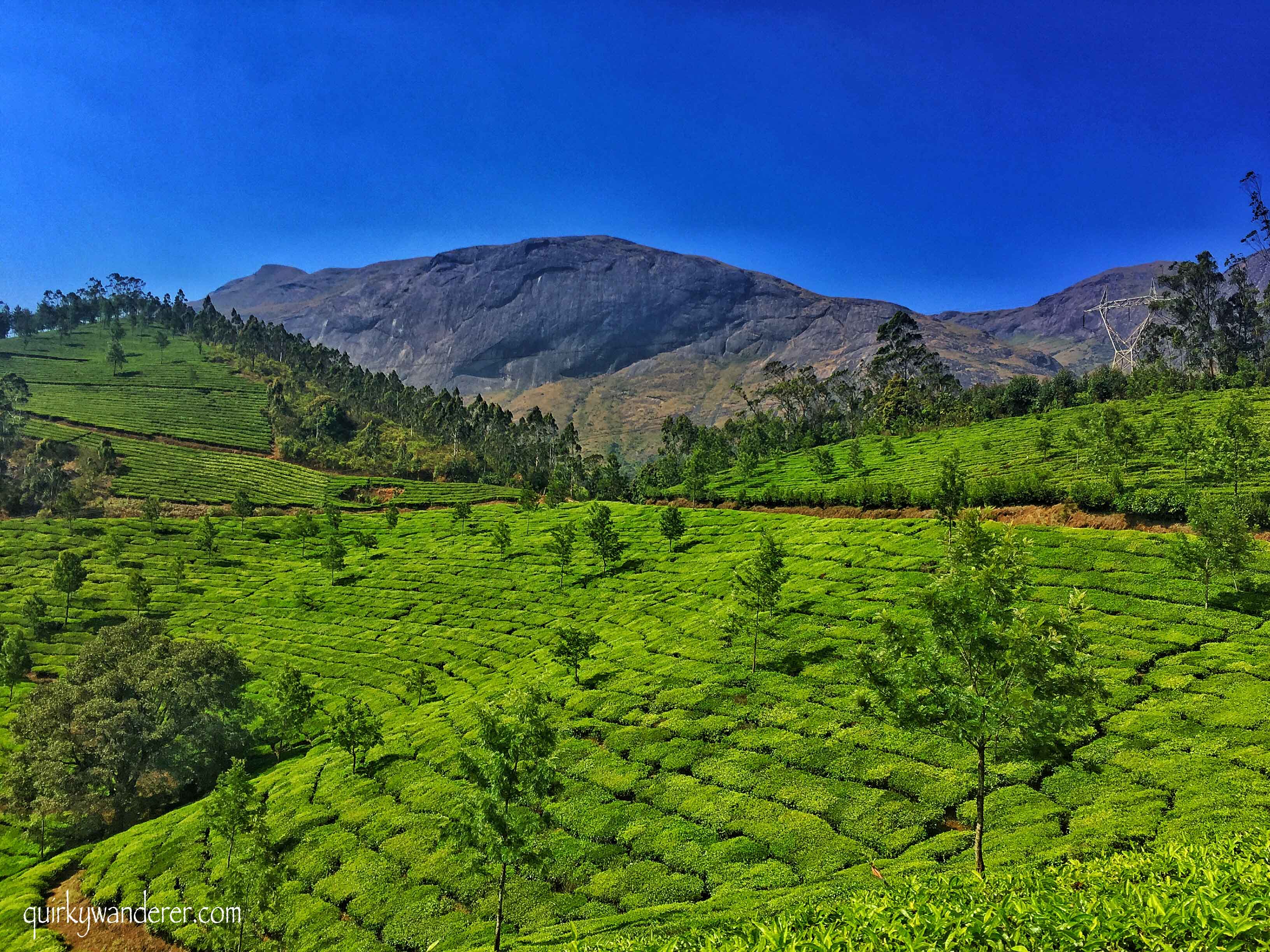 eravikulam natural park munnar