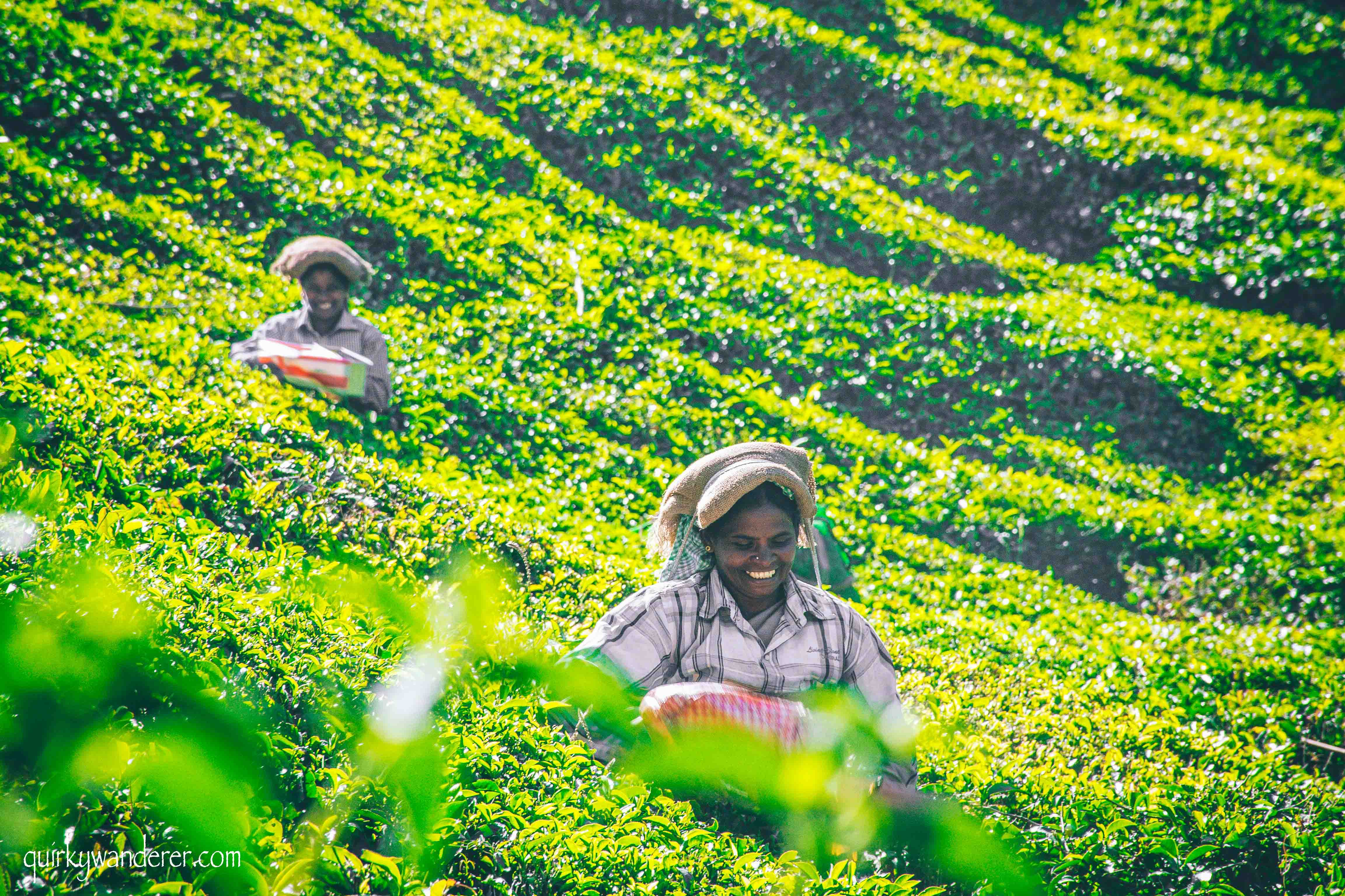 tea workers working at Tea gardens Munnar