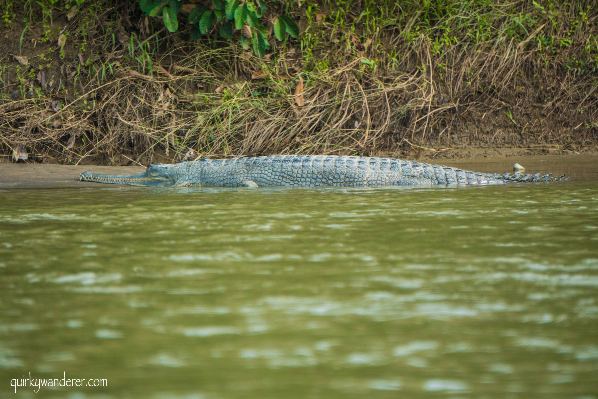 Gharials in Chitwan national park 