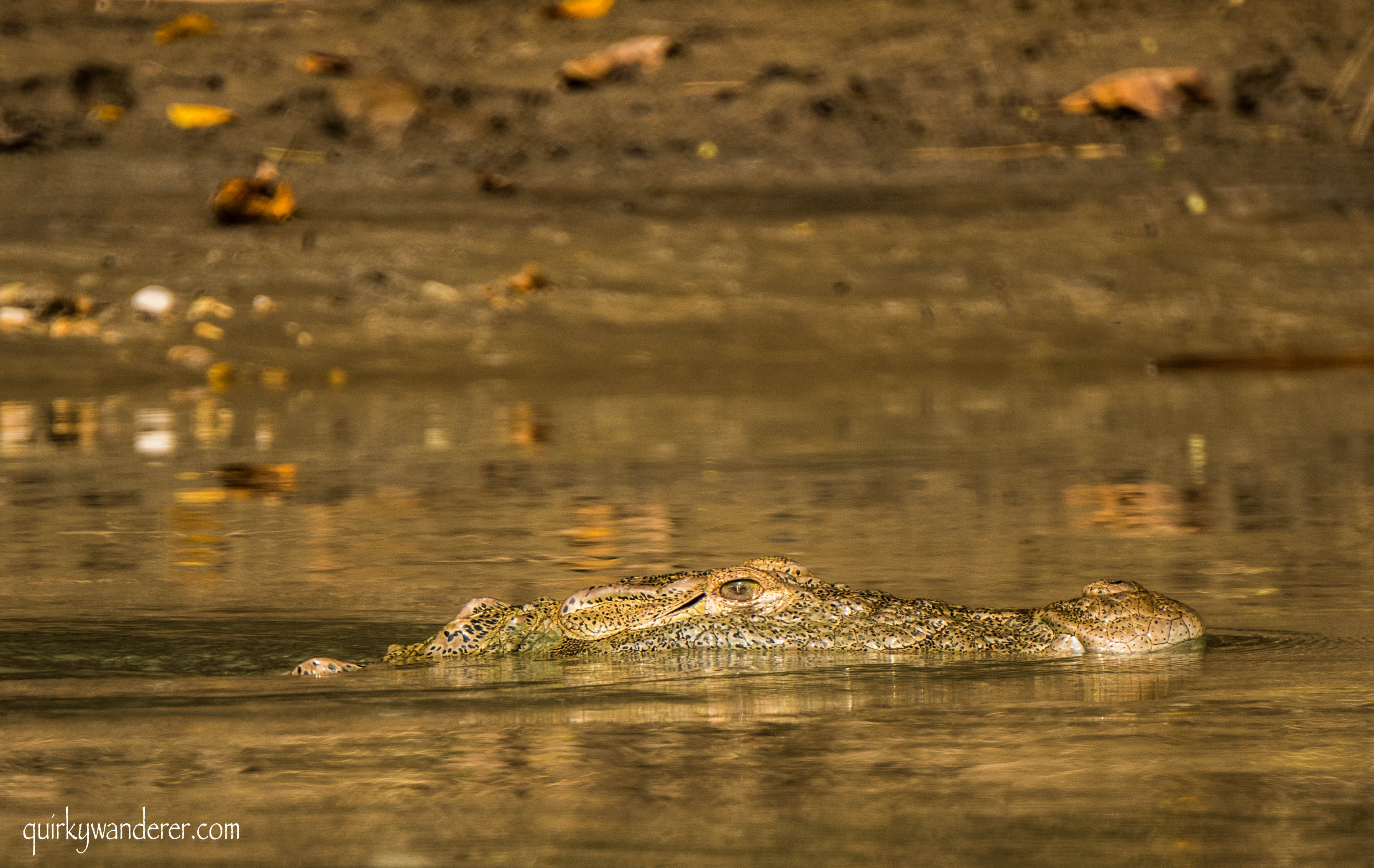 crocodiles in the Asia 