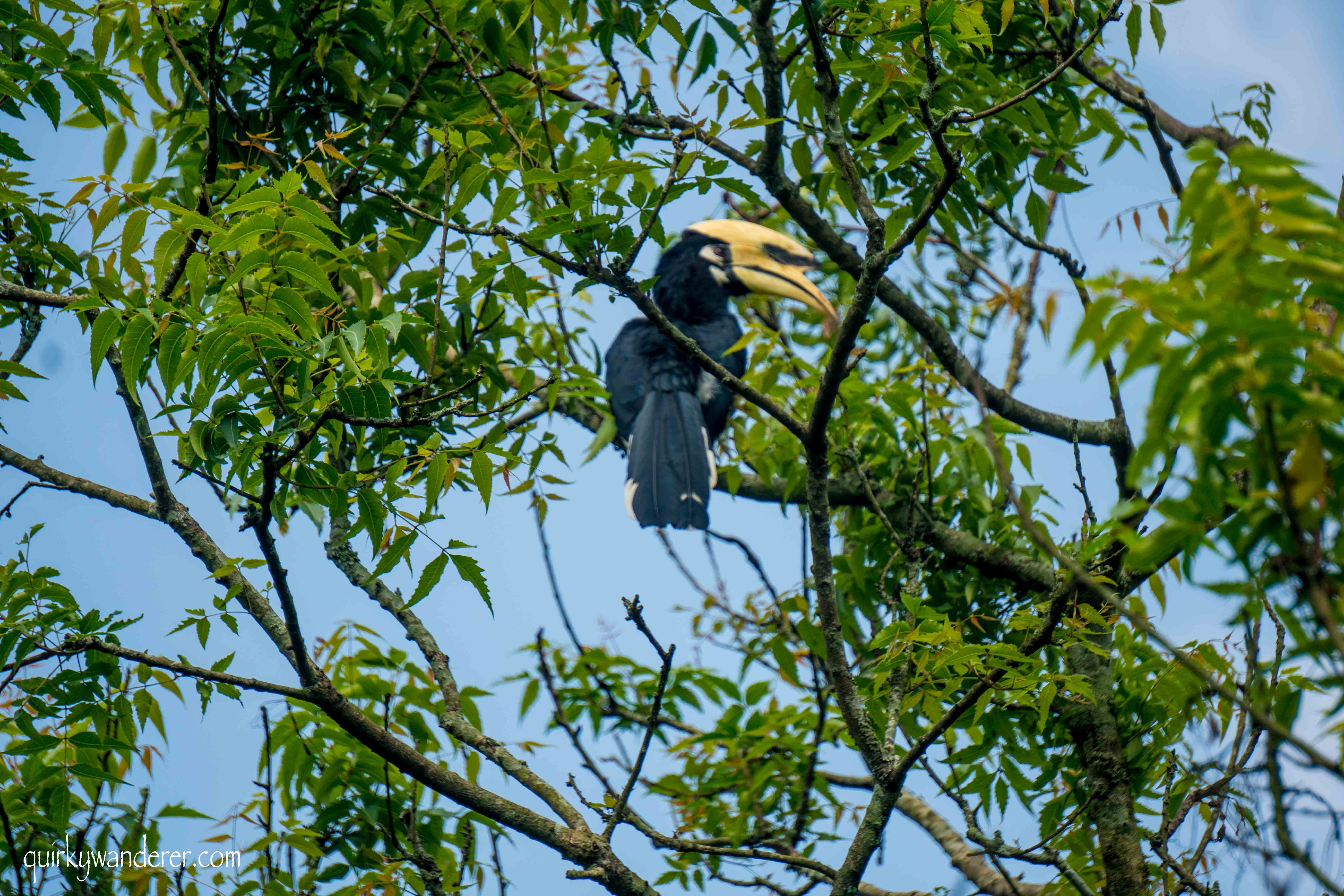 hornbills in Chitwan National park 