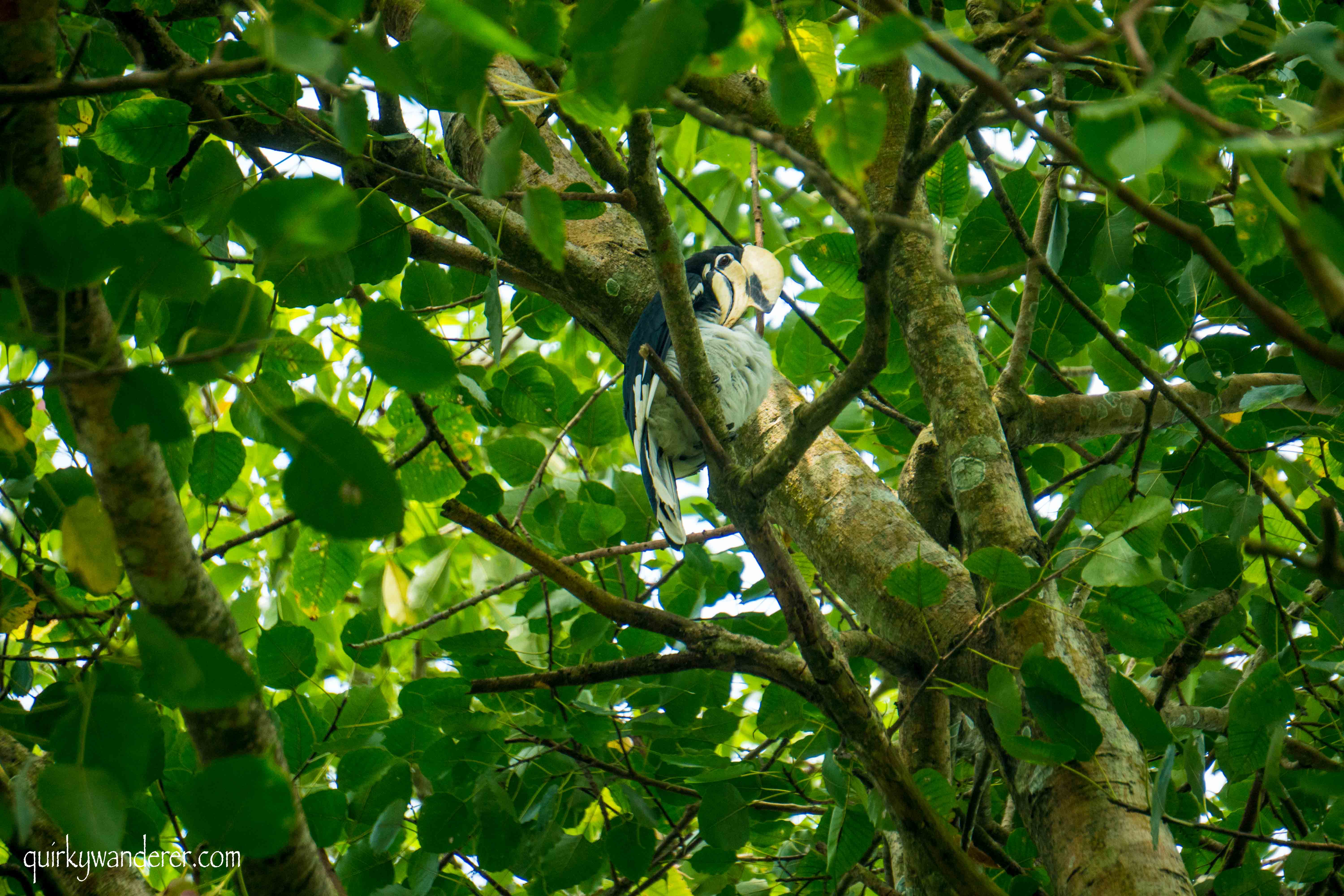 Birds of Chitwan