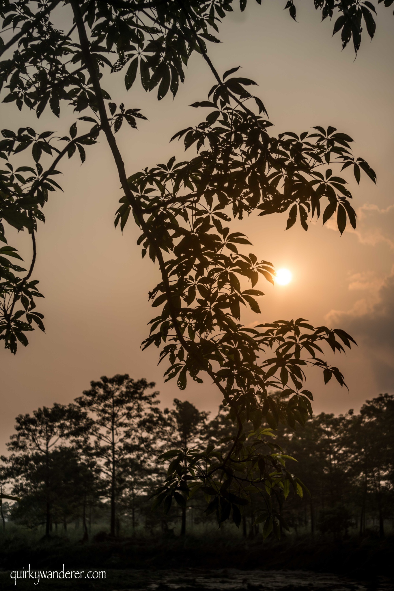 chitwan sunsets