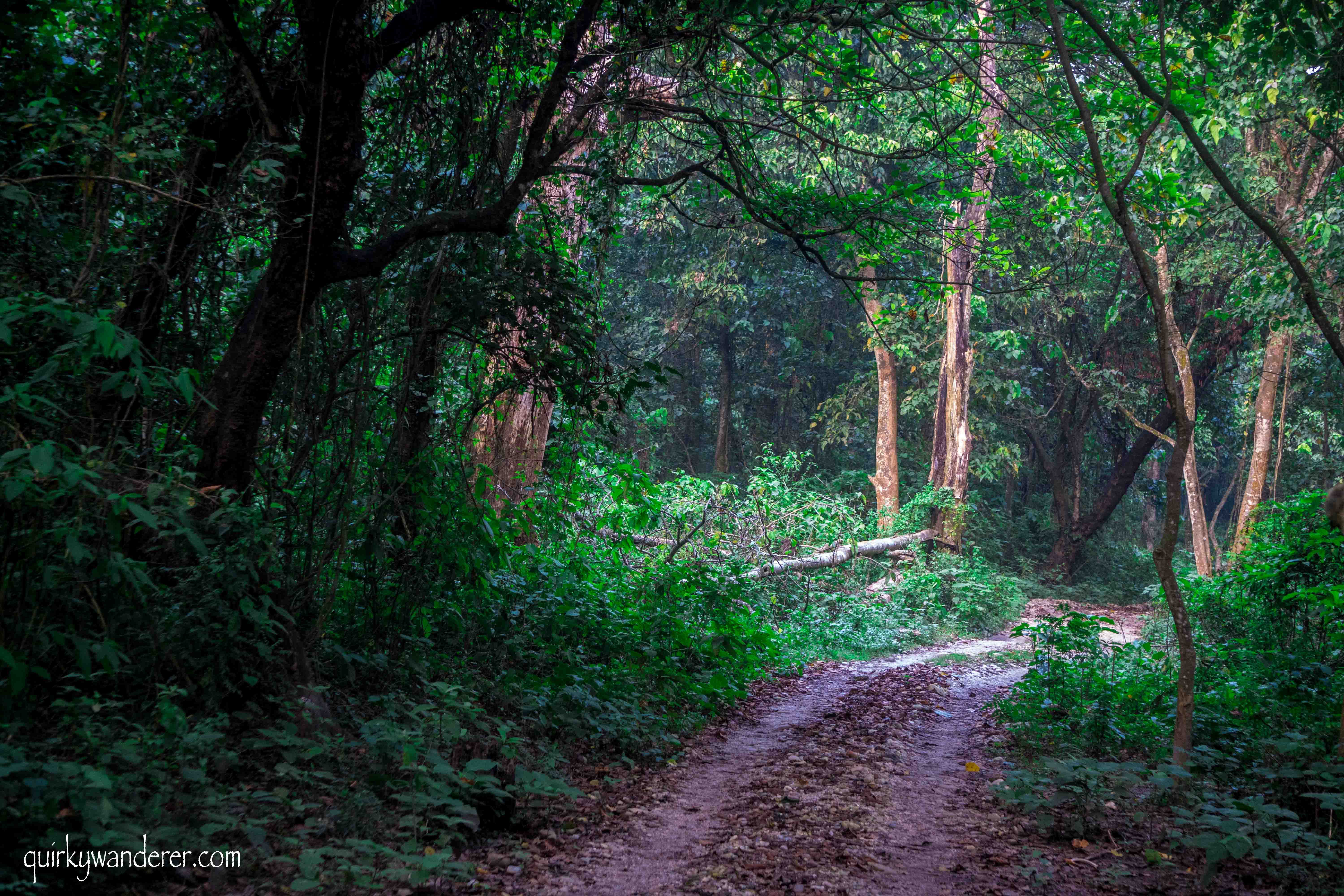 forest-chitwan