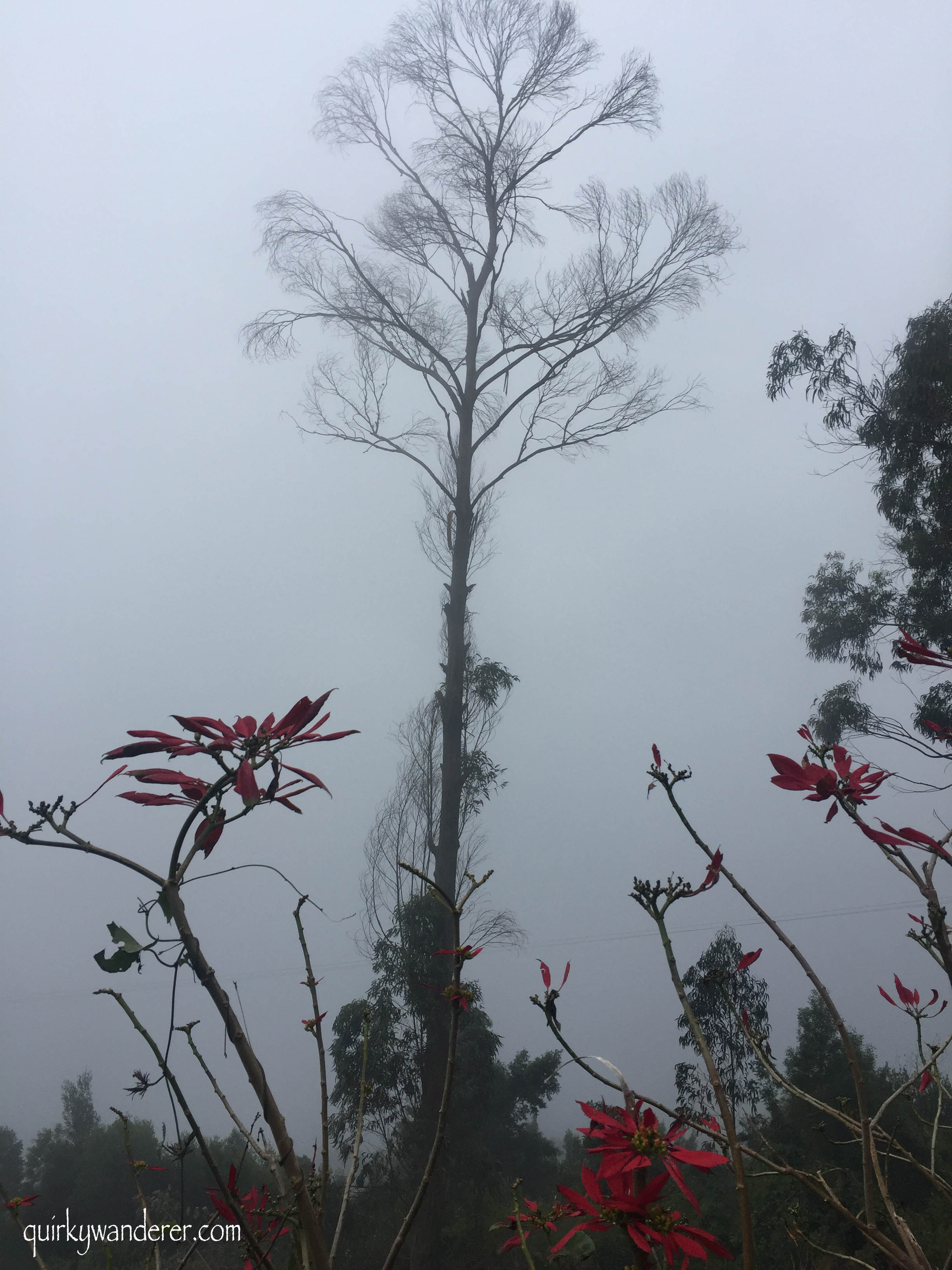 Kodaikanal is a famous hill station in Southern India. Here is a list of experiences you can have in the forests of Kodaikanal beyond the touristy hotspots.