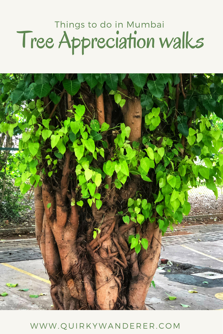 Tree walk in Mumbai organised by Friends of trees Mumbai