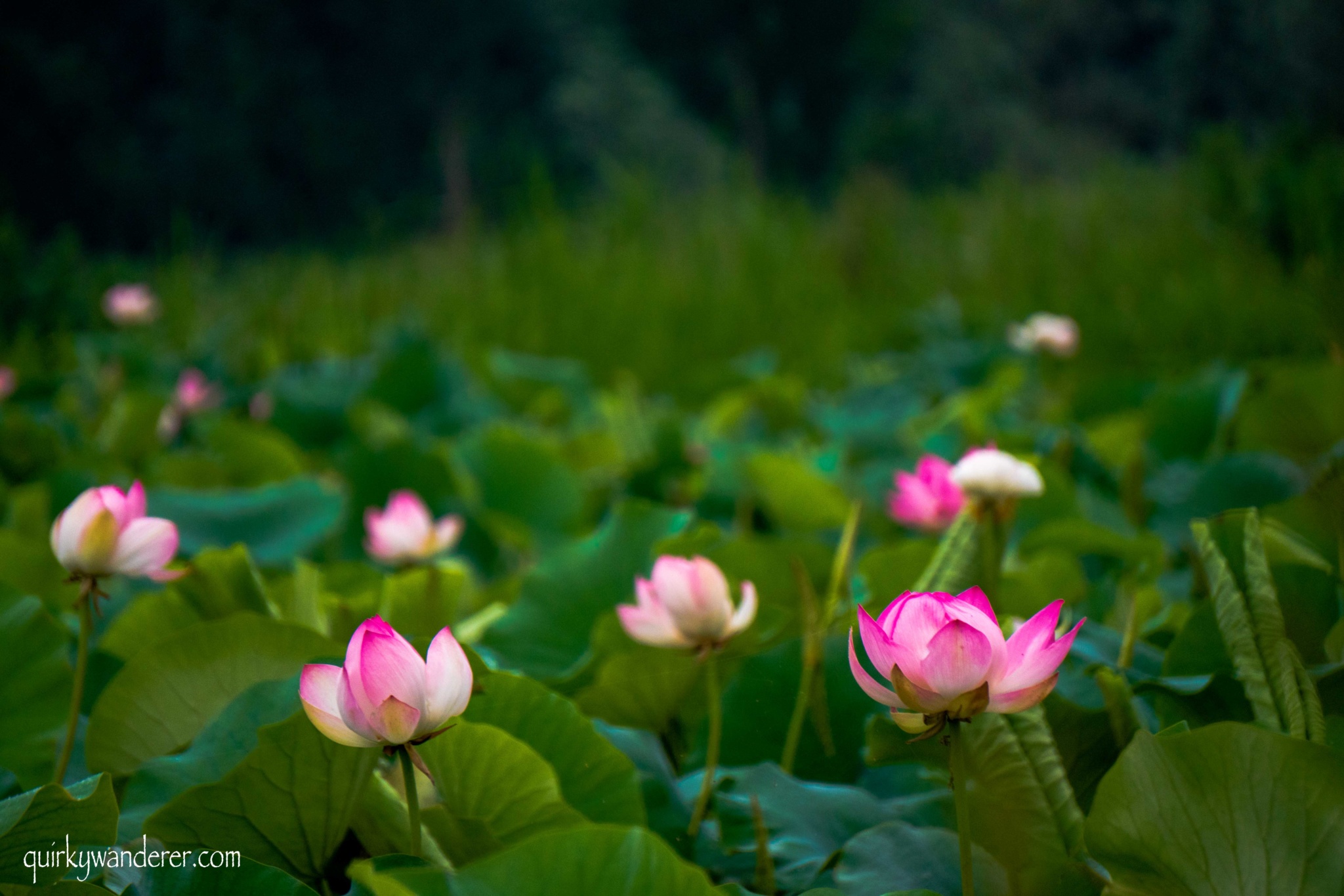 Lotus flowers in srinagar