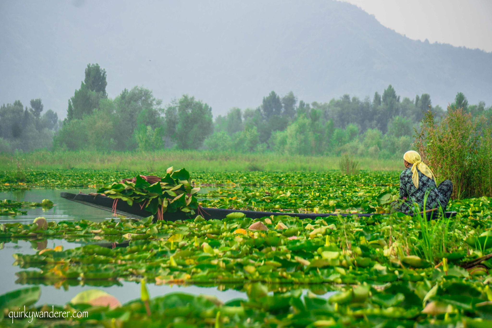 things to see in Nigeen lake