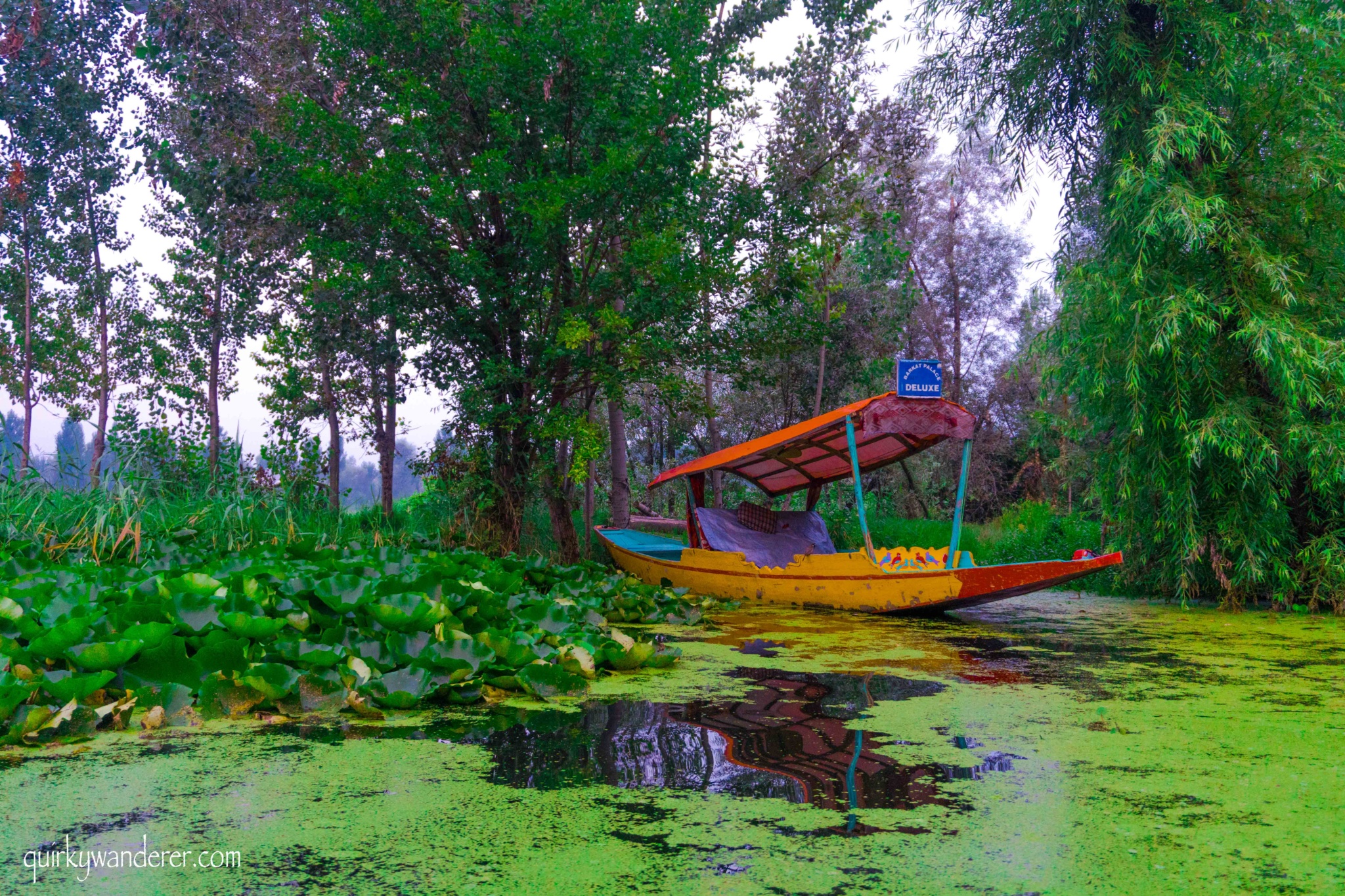 Shikara rides in Srinagar