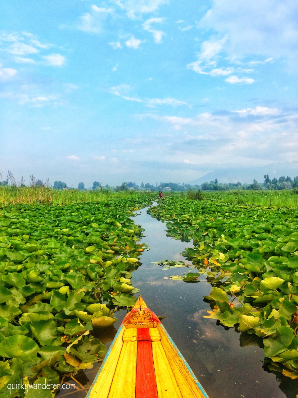 Lilies in Dal lake 