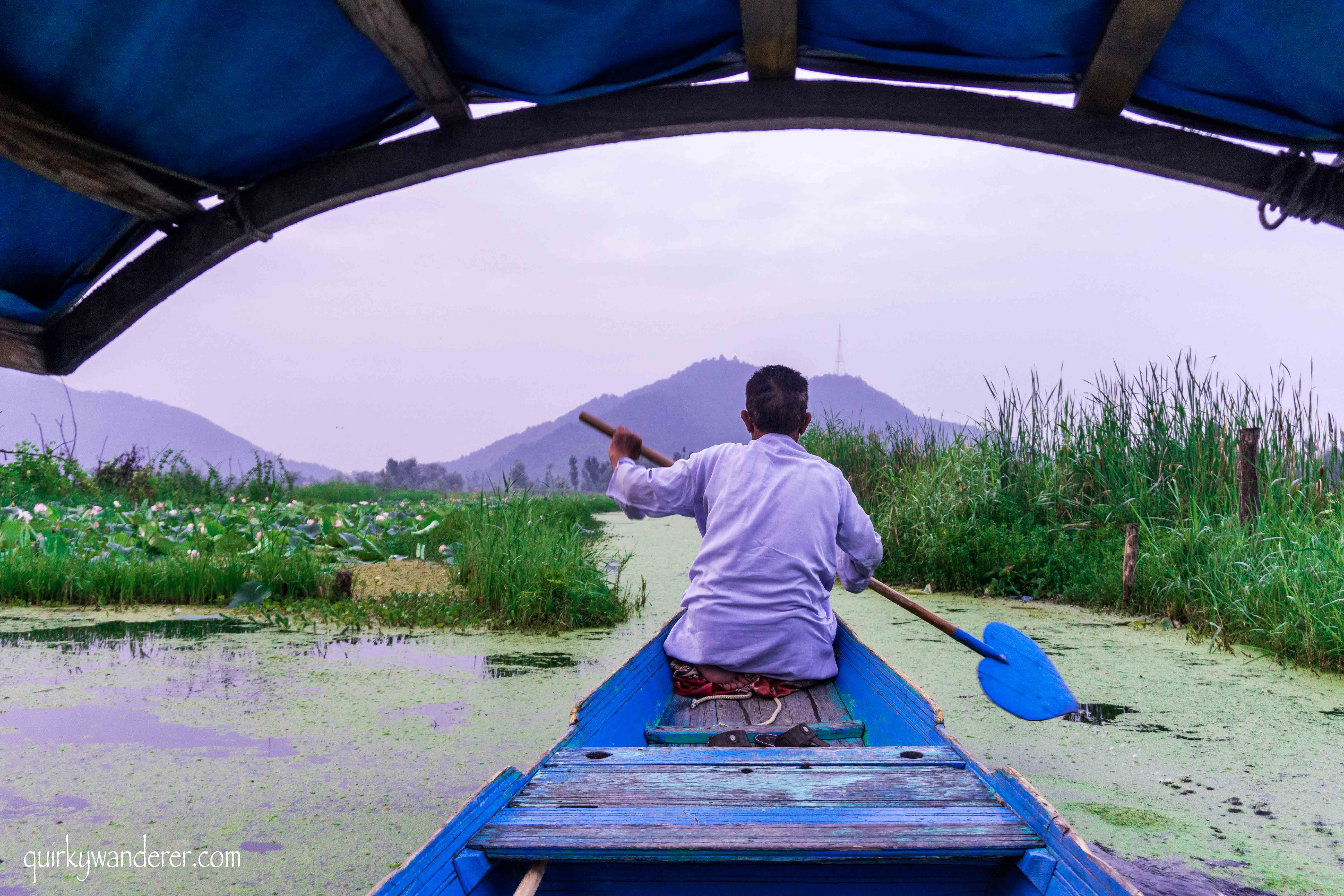 Shikaras in Dal lake