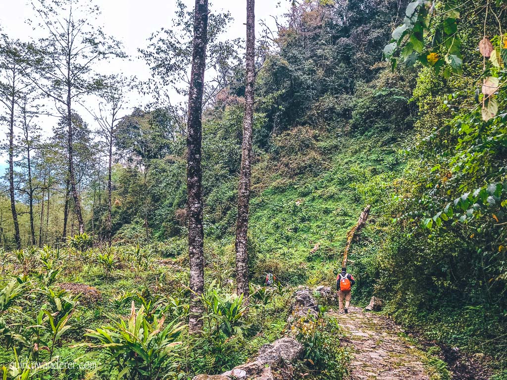 Barsey Rhododendron Sanctuary in West Sikkim is known for its diverse rhododendron forests. A five day trek through it is a must for those who love nature.