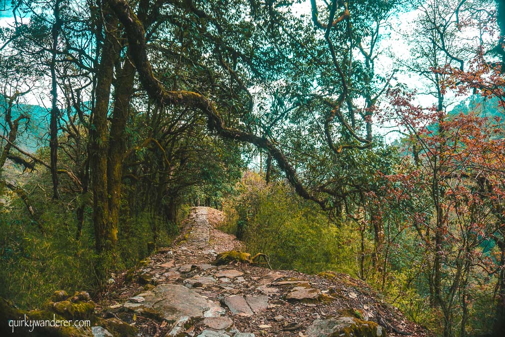 Barsey Rhododendron Sanctuary in West Sikkim is known for its diverse rhododendron forests. A five day trek through it is a must for those who love nature.