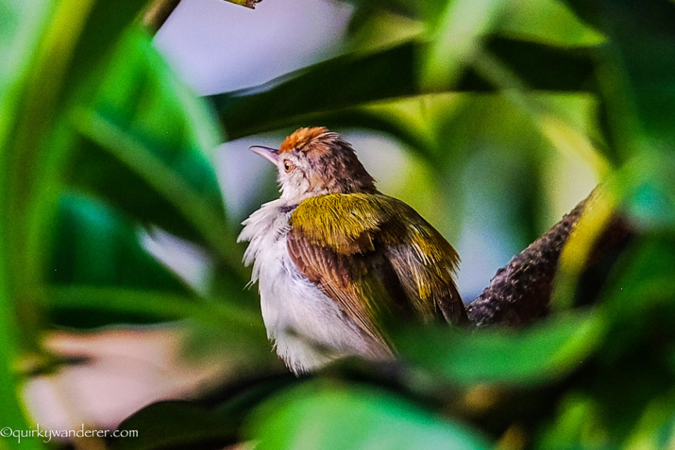 birds-of-lonavala-common-tailorbird