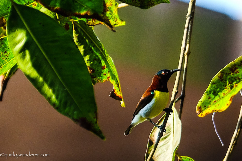 birds-of-lonavala-purple-sumped-sunbird