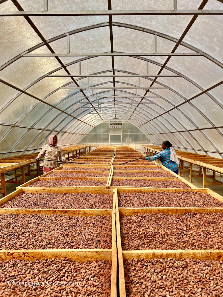 Drying of wet Cocoa beans at Bon fiction chocolate farm