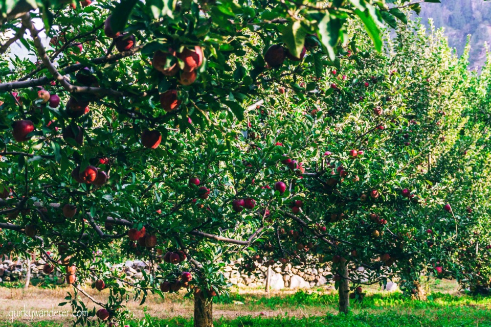 Orchards apple Kinnaur