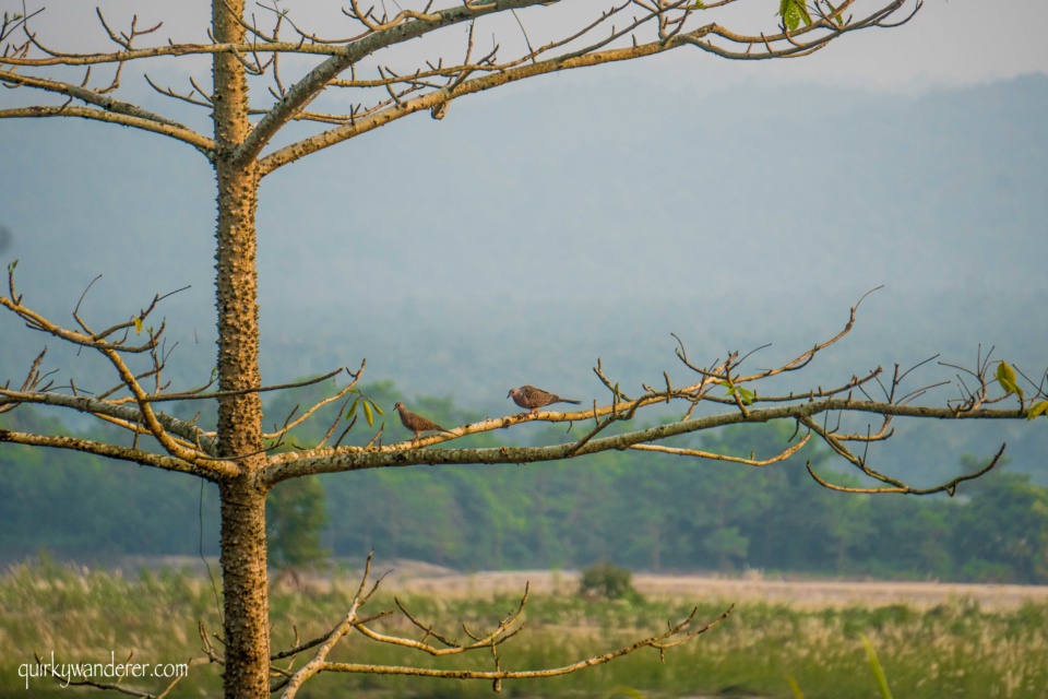 Spotted dove chitwan