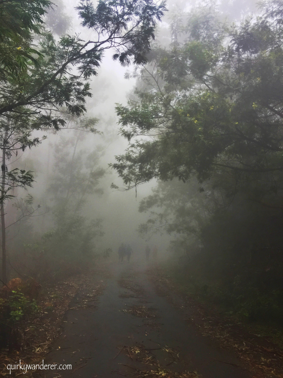 Kodaikanal is a famous hill station in Southern India. Here is a list of experiences you can have in the forests of Kodaikanal beyond the touristy hotspots.