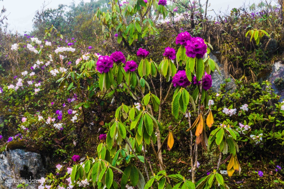 Yumthang valley in North Sikkim is known for its rhododendron blooms.