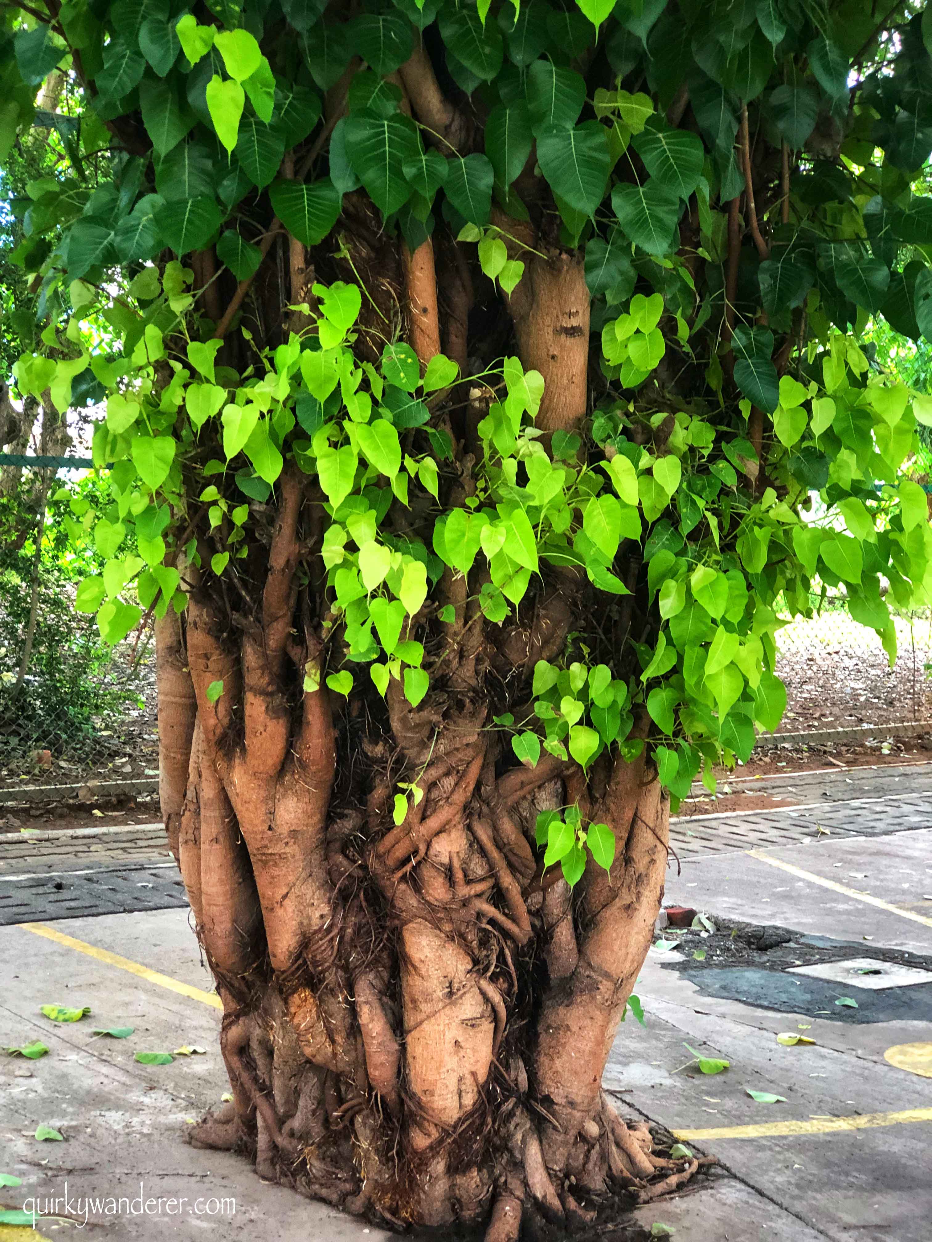 Tree walk in Mumbai organised by Friends of trees Mumbai