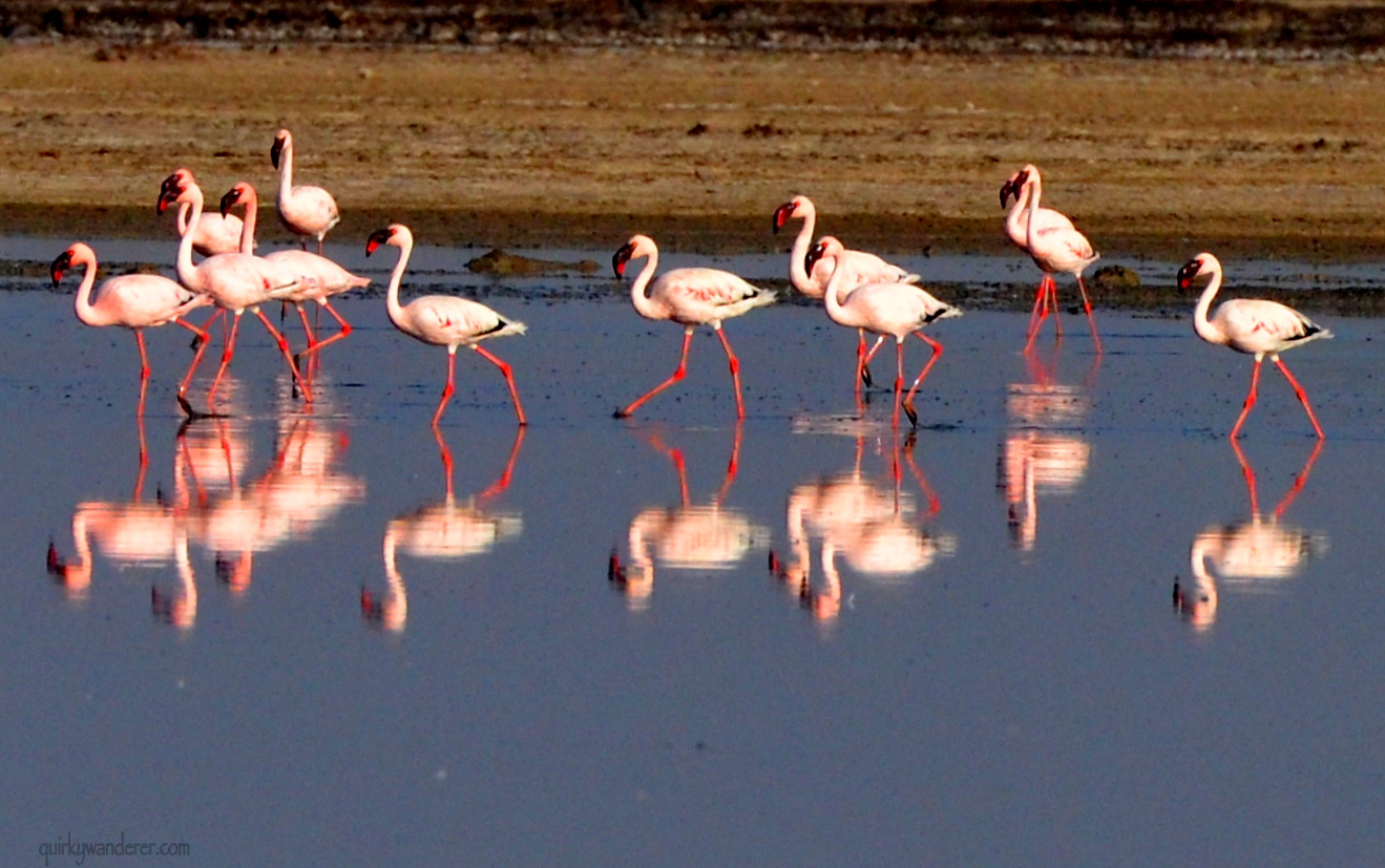 Flamingos in India