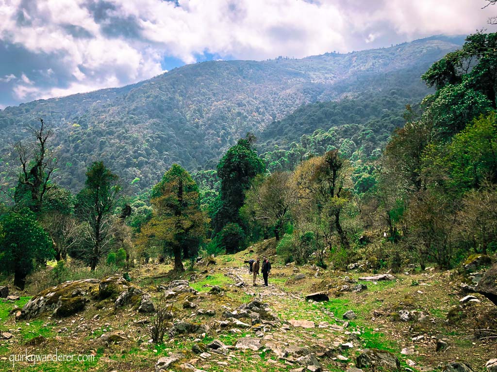 Barsey Rhododendron Sanctuary in West Sikkim is known for its diverse rhododendron forests. A five day trek through it is a must for those who love nature.