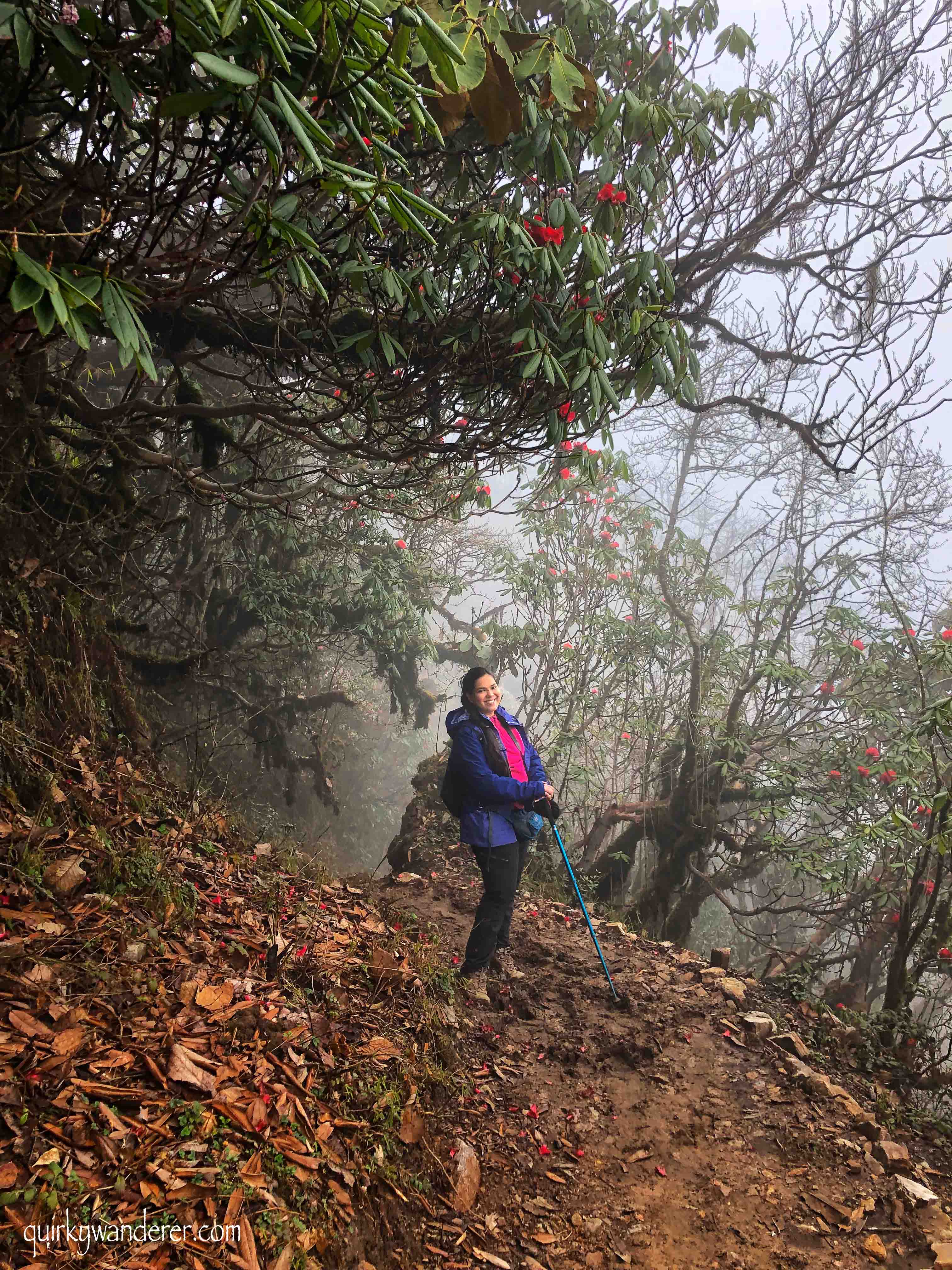 Barsey Rhododendron Sanctuary in West Sikkim is known for its diverse rhododendron forests. A five day trek through it is a must for those who love nature.