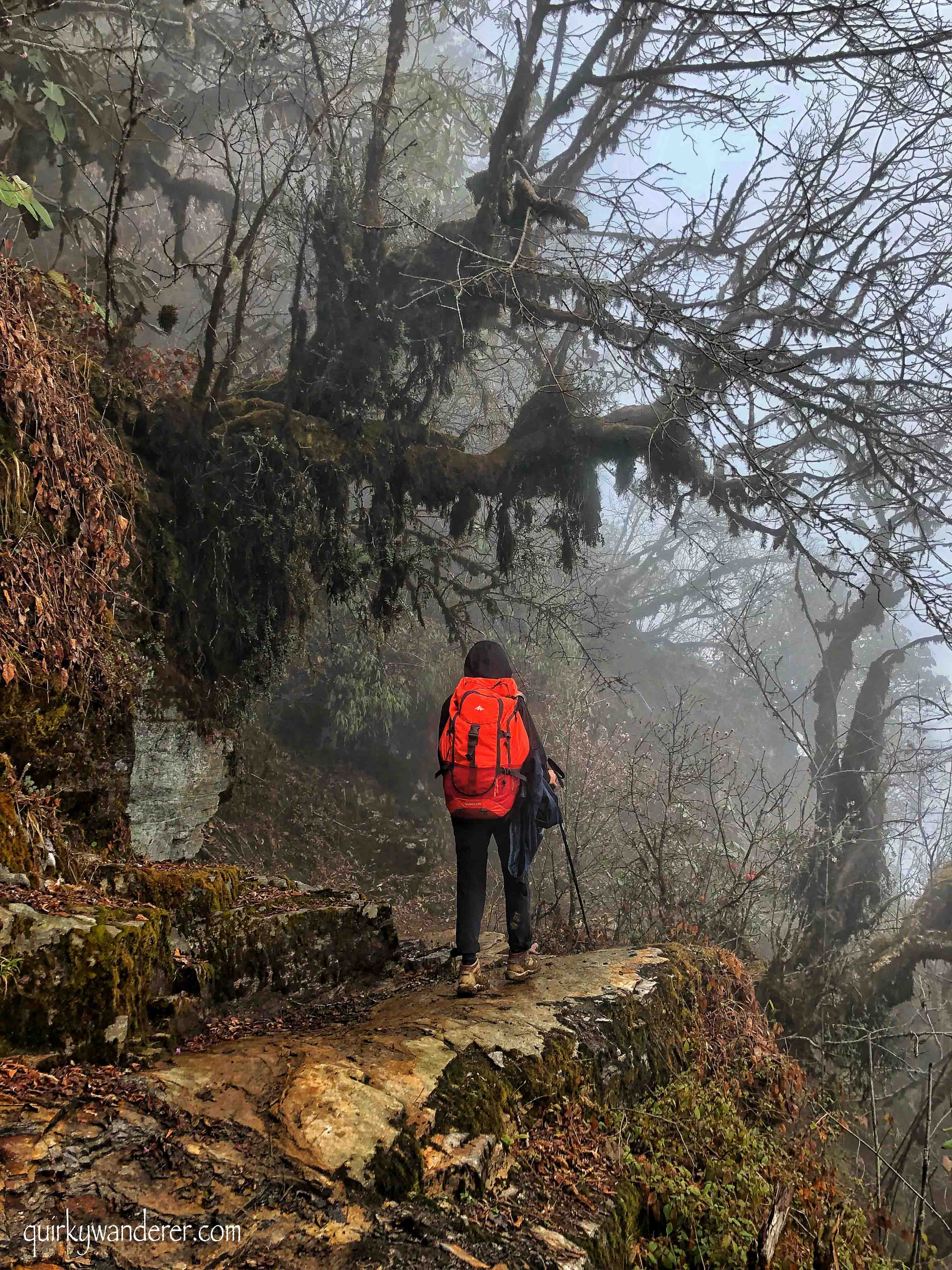 Barsey Rhododendron Sanctuary in West Sikkim is known for its diverse rhododendron forests. A five day trek through it is a must for those who love nature.