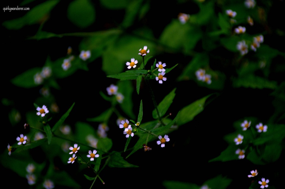 Flowers of Himachal Pradesh