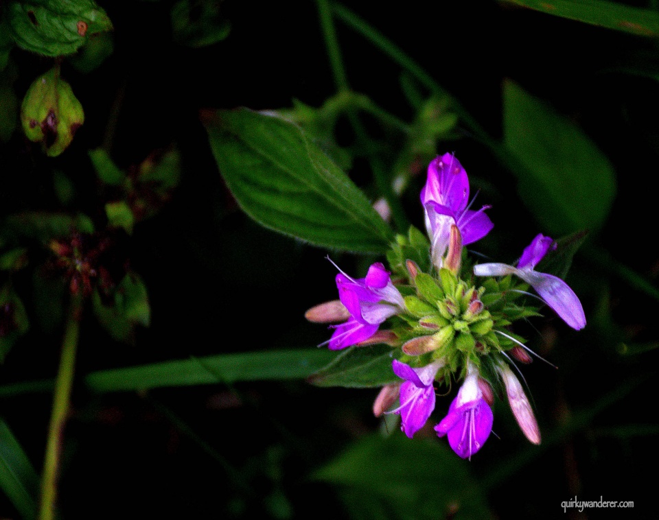 flowers of Himachal Pradesh