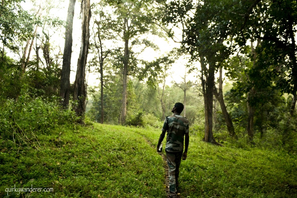 Parambikulam forest reserve Kerala