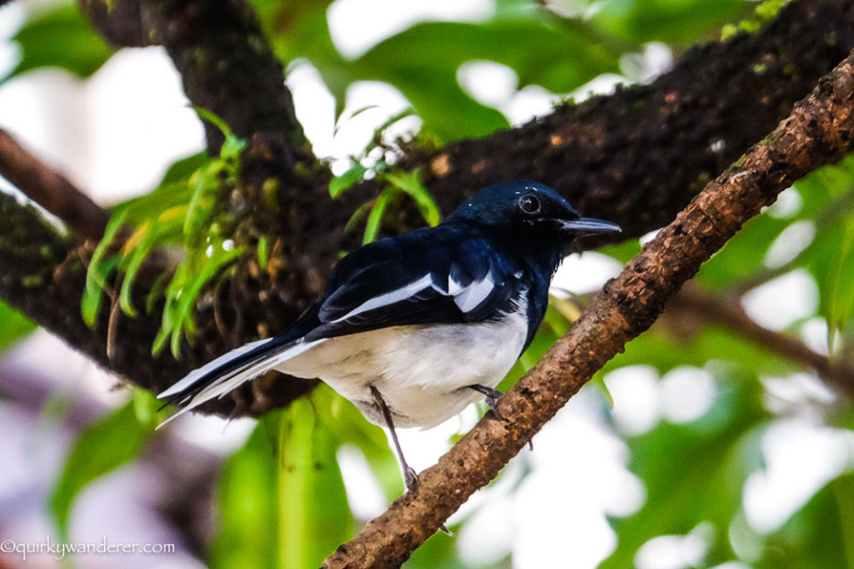 birds-of-lonavala-oriental-magpie-robin